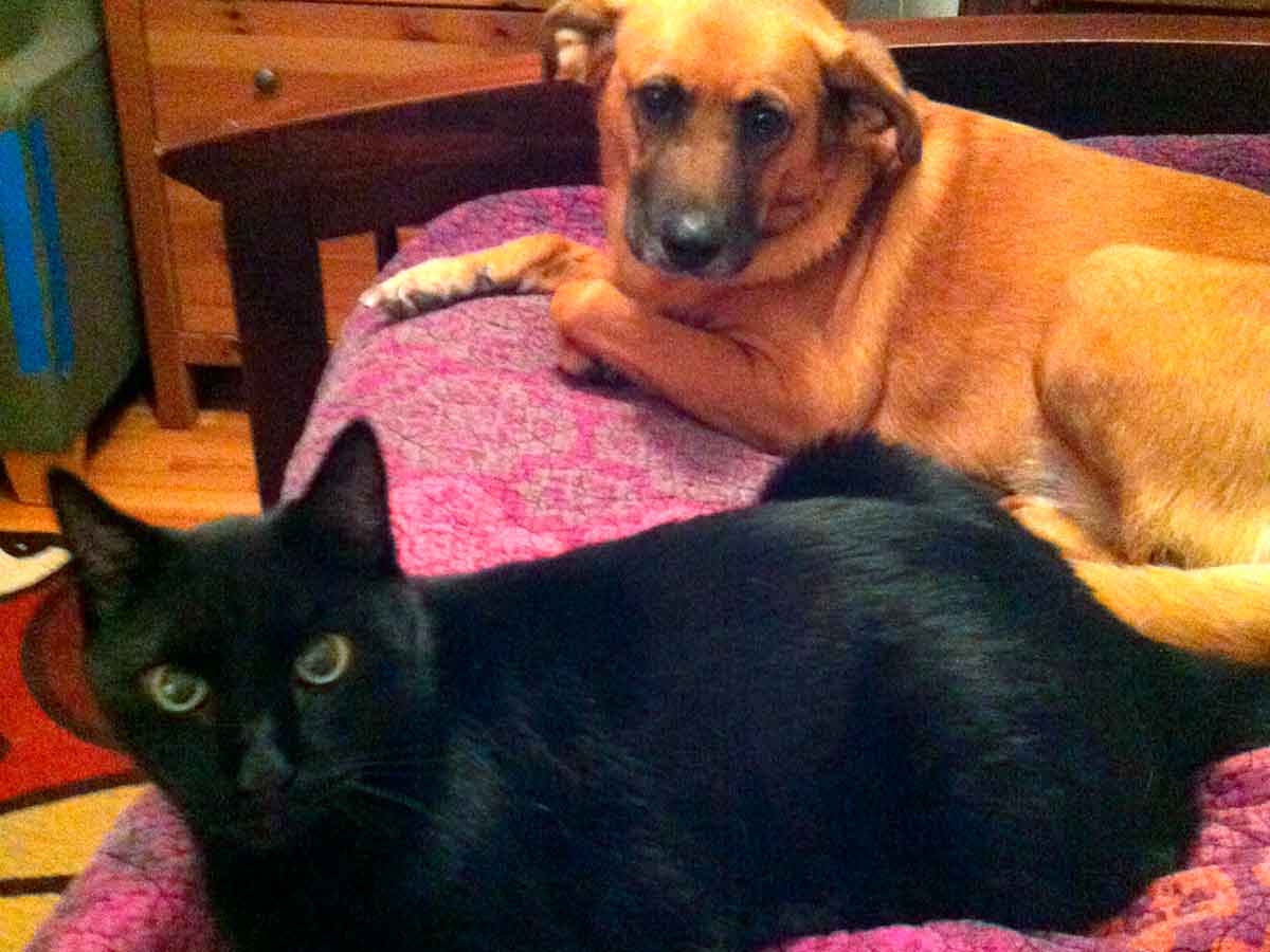 Dog Living With A Cat
