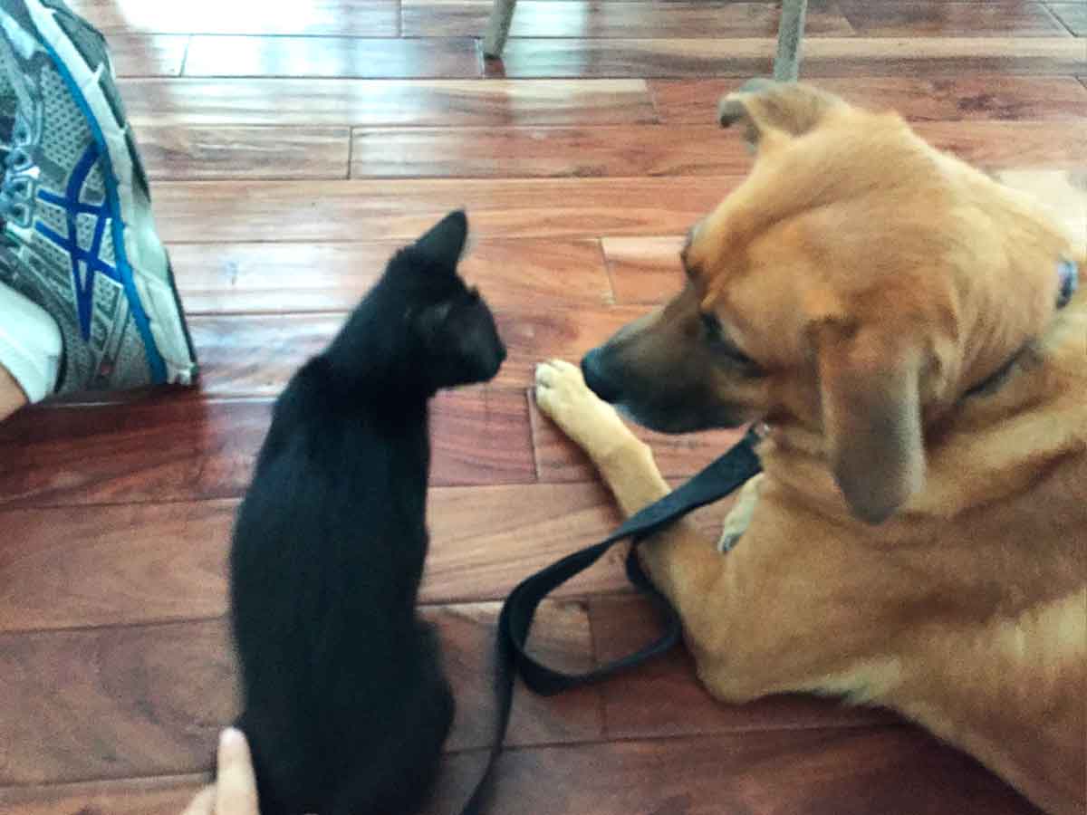 Kitten Meeting A Dog