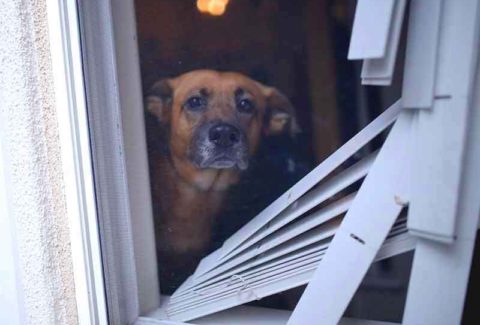 2016-06-Berlin-Blinds-Window-IMG-9664-2-separation-anxiety-in-dogs