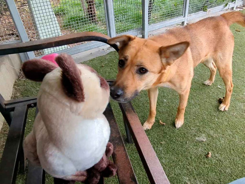 Shelter Dog Meeting Stuffed Cat