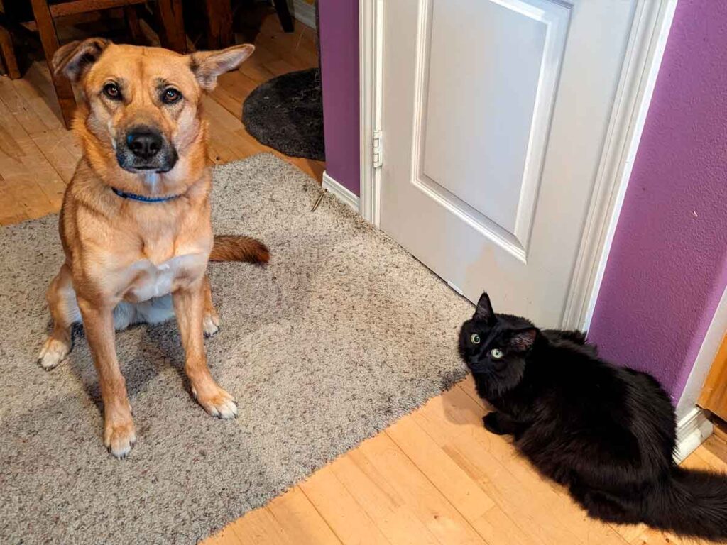 Dog And Cat Living Together