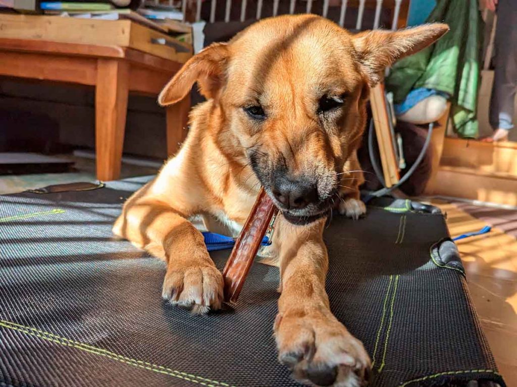 Reactive Dog Training Bullystick