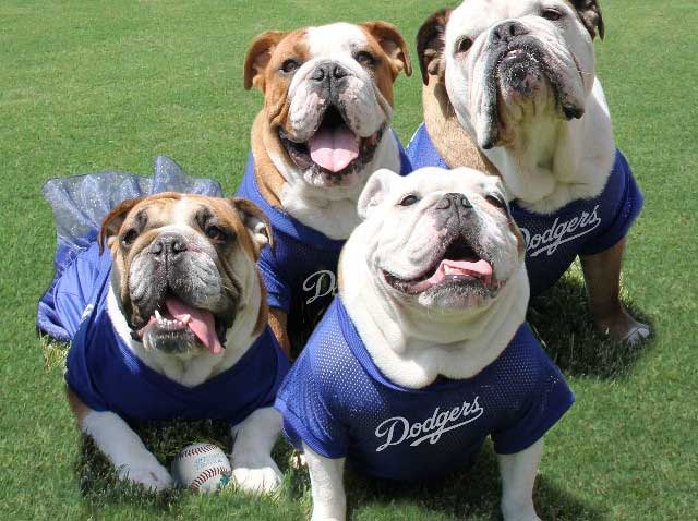 Los Angeles Dodgers on X: Natural Balance Bark in the Park is
