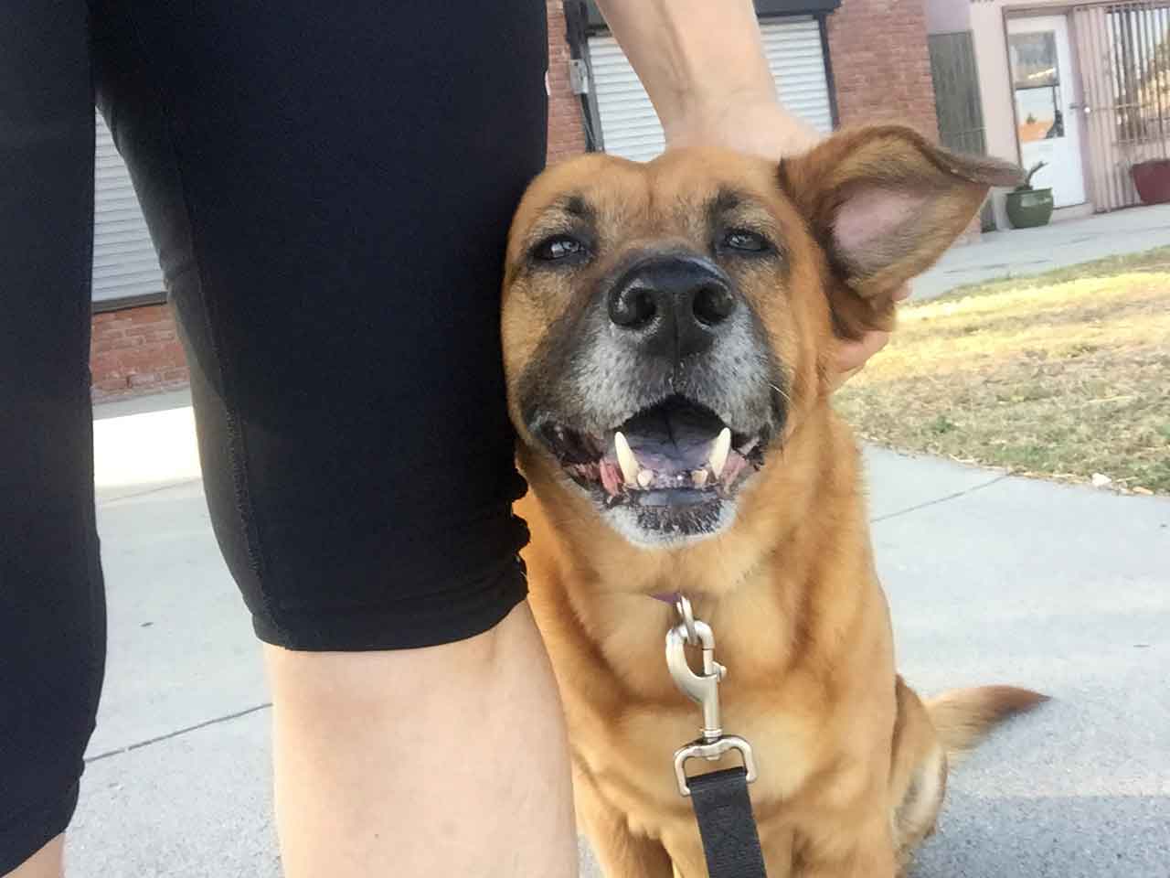 Berlin Smiling Dog Treats