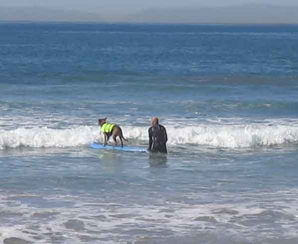 A Team Preparing at Surf City Surf Dog