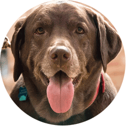 Best Dog Trainer Santa Monica Gretchen