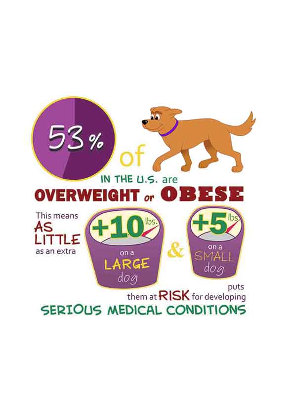 Dog Obesity Can Be Reduce With Exercise