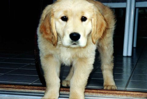 Ginger, Potty Training A Puppy