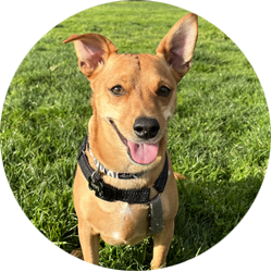 Private Dog Trainer Dog Training Classes Los Angeles
