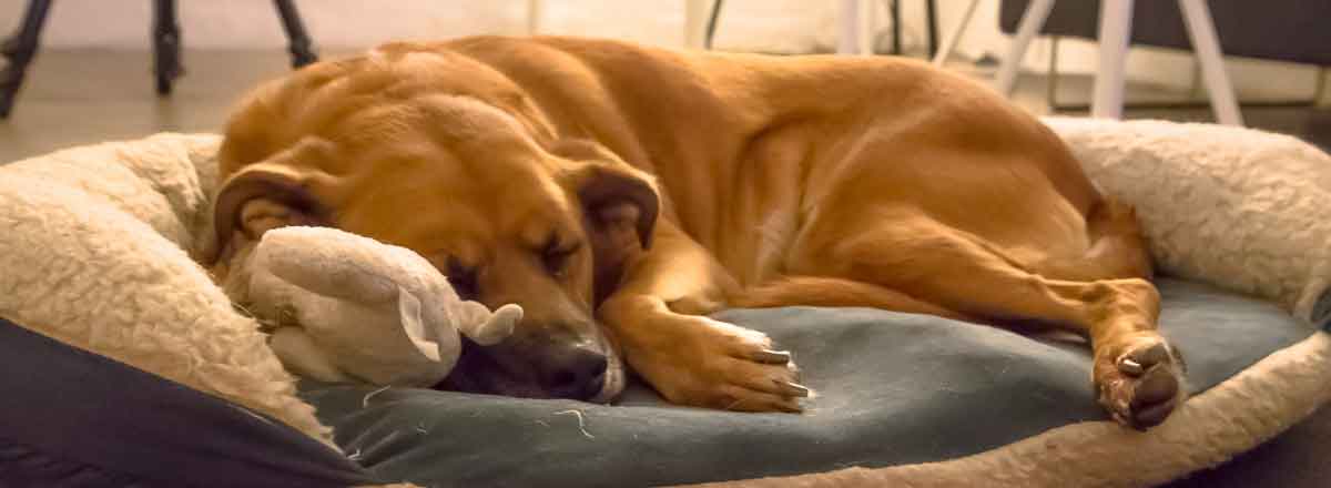 Why Spay Neuter - Berlin sleeping on her bed