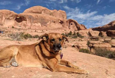 driving cross country with a dog arches national park