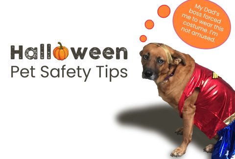 Halloween Pet Safety Tips