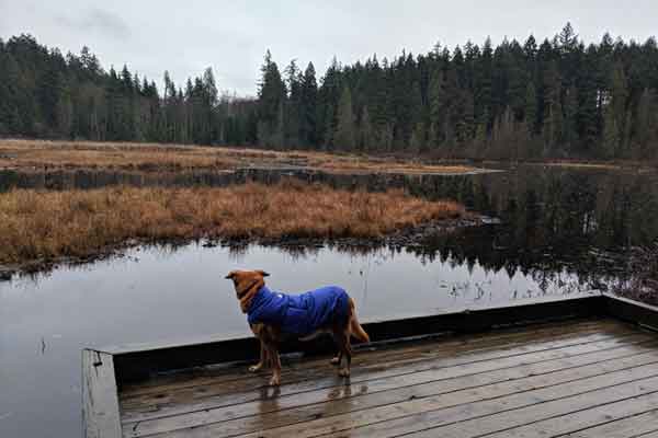 Dog Friendly Vancouver - Bird watching at Beaver Lake