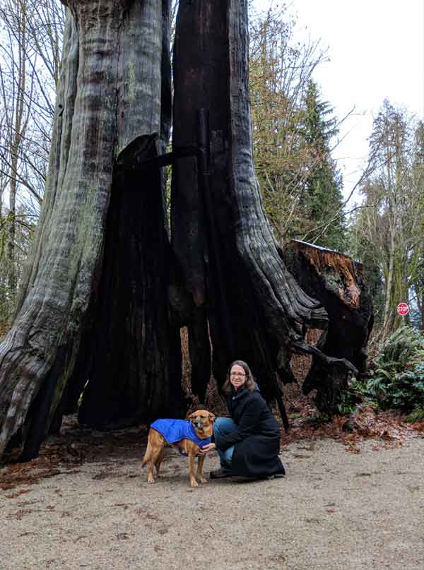 Dog Friendly Vancouver - Hollow Tree
