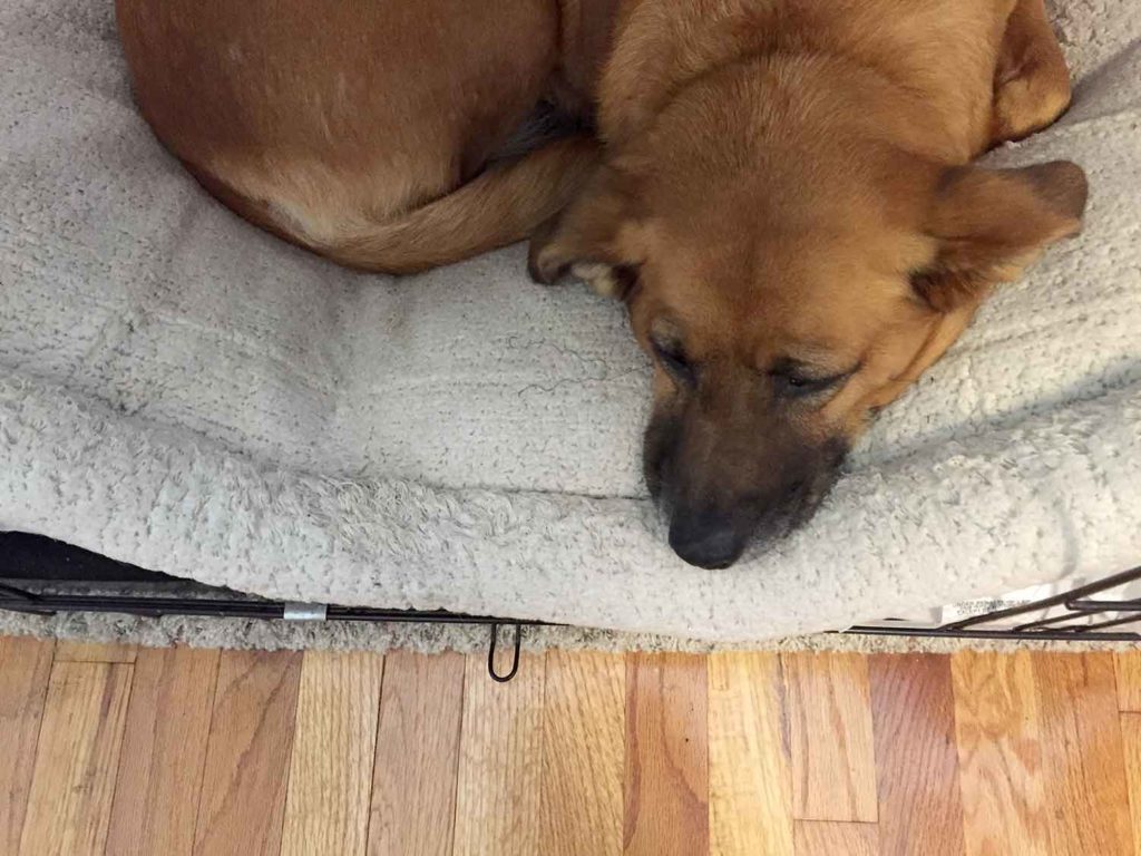 Socializing Dog To Fireworks