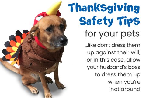 Thanksgiving Pet Safety Tips