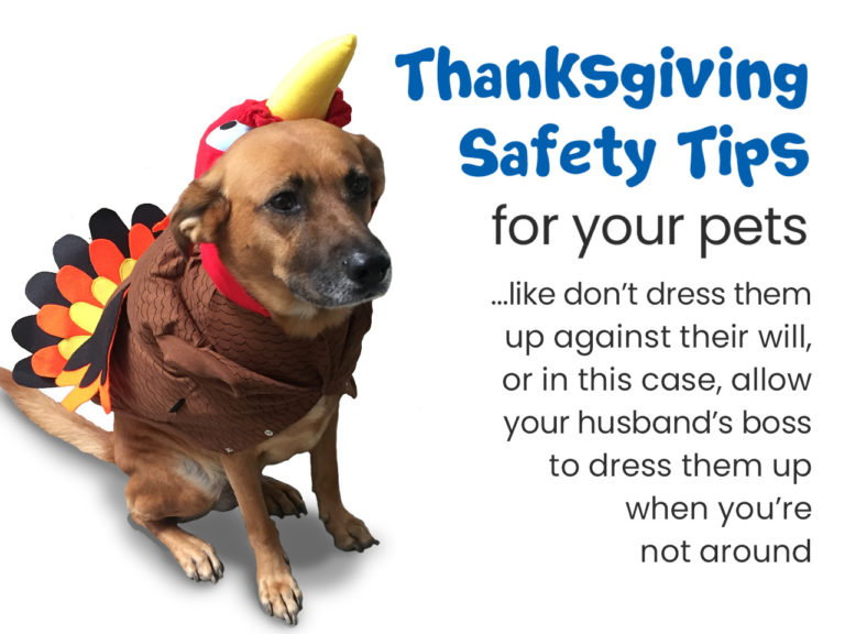 Thanksgiving Pet Safety Tips | Feet &amp; Paws