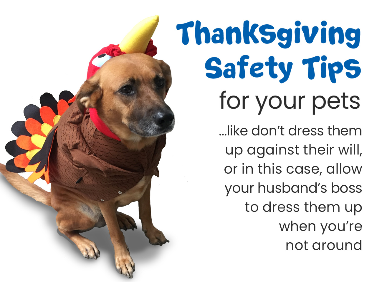Thanksgiving Pet Safety Tips