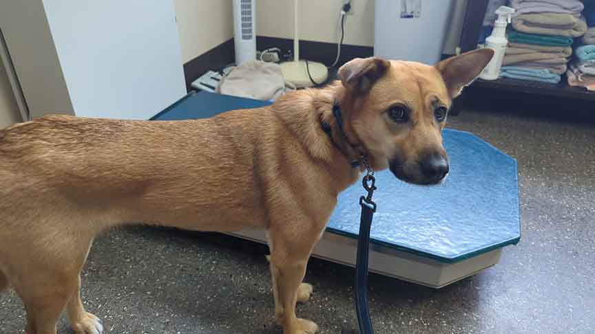 Helping Dog At Vet Happy Visit