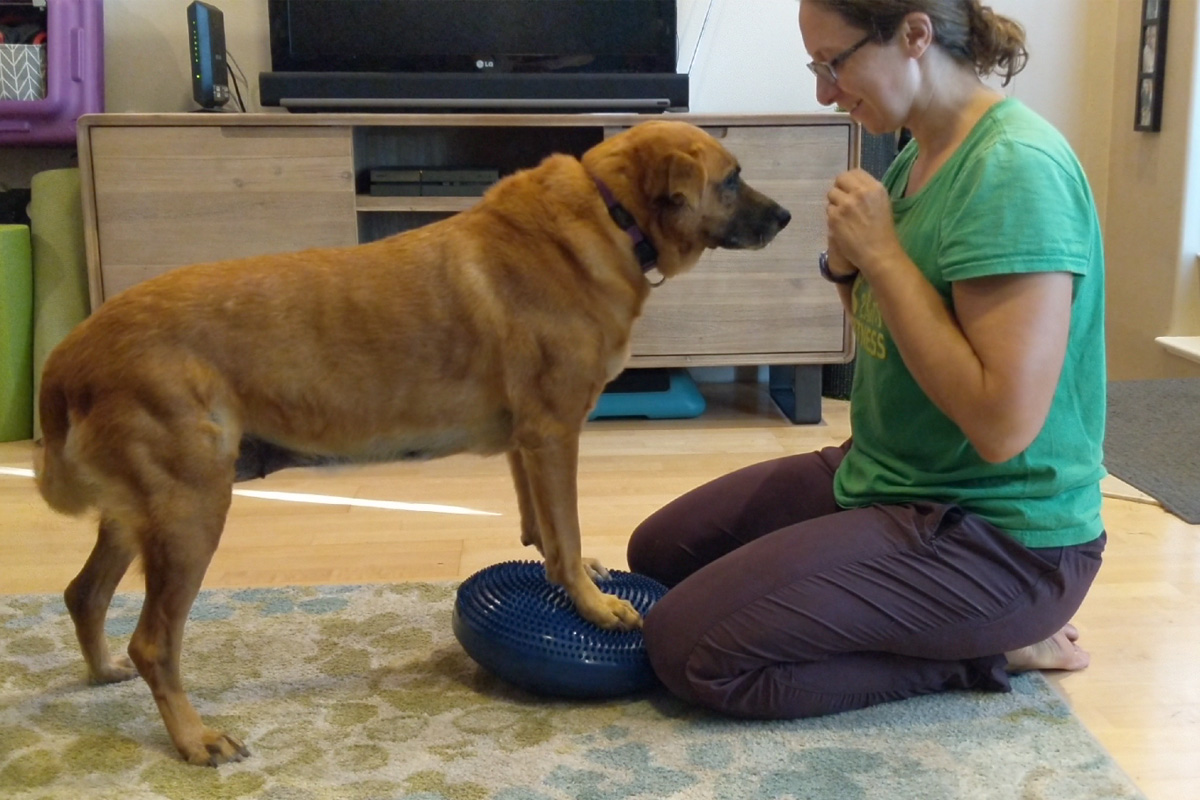 Canine Only Fitness Classes Feet Paws