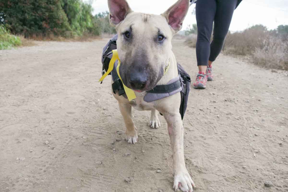 Pack Walk in Los Angeles