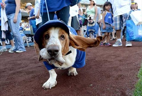 costume contest at bark at the park