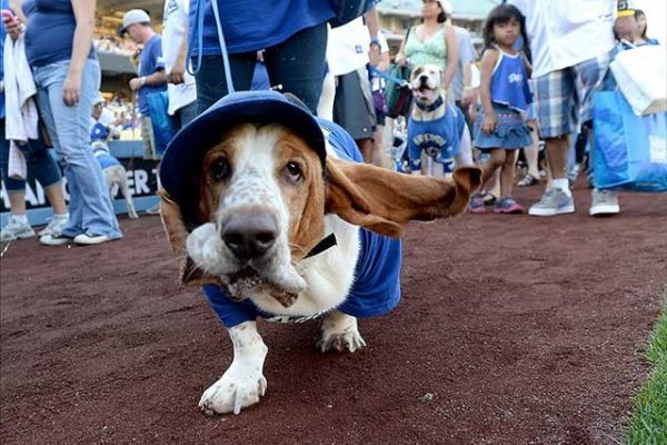 costume contest at bark at the park