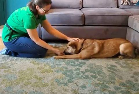 How-To-Teach-A-Dog-To-Lay-Down-03-web