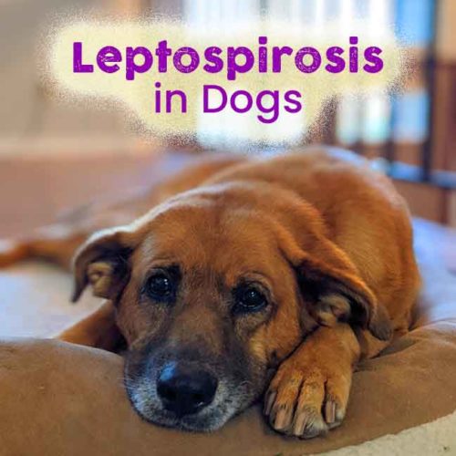 Leptospirosis in Dogs and How To Prevent It | Feet & Paws