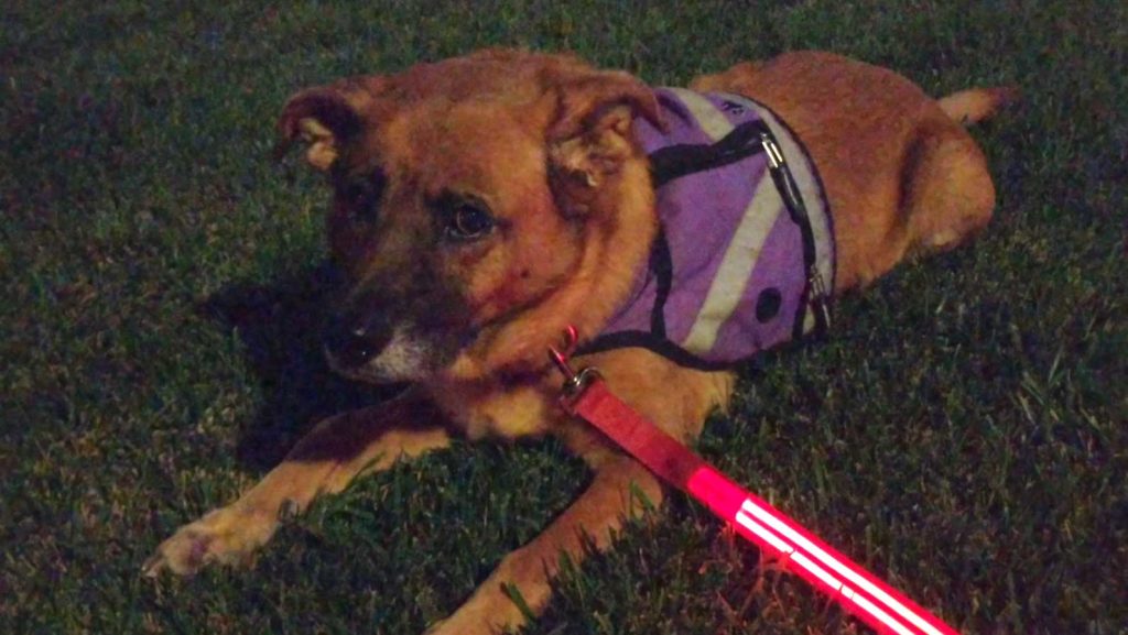 Light Up Dog Leash On Berlin