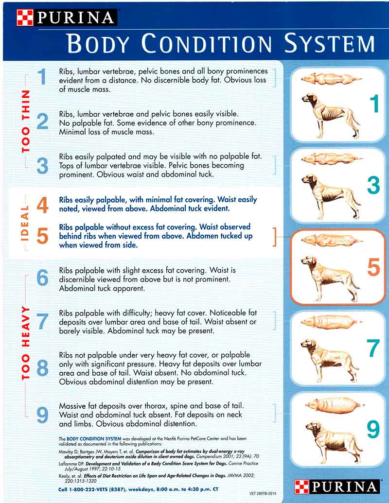 Purina Canine Body Condition System