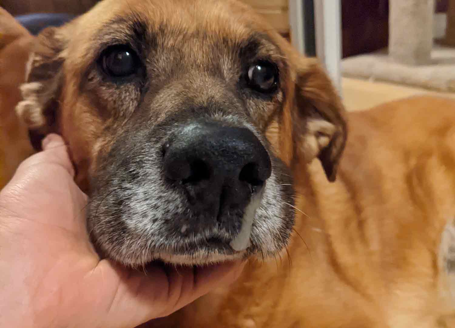 Nasal Discharge After Reverse Sneezing Dog