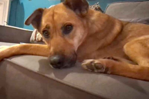 Adopt A Dog From A Shelter—Meet Neah