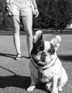 Bulldog - Dangers o Retractable Leash