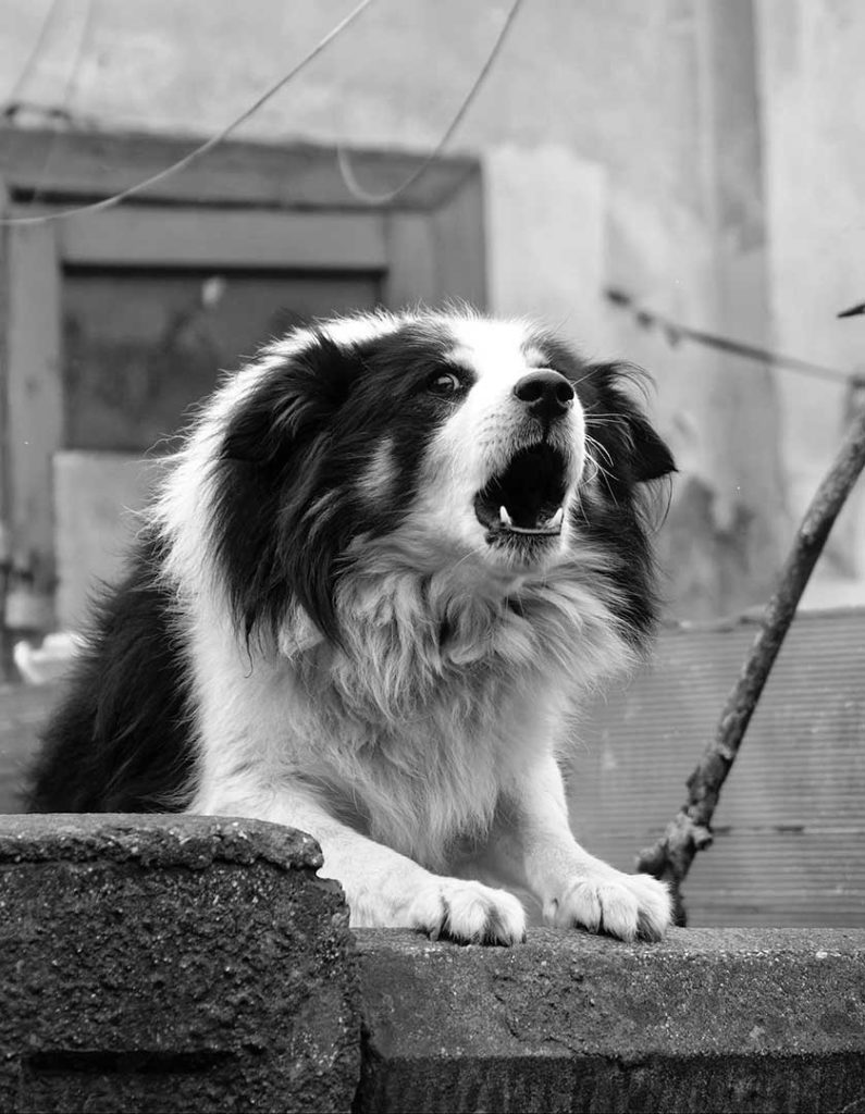 Border Collie - Dangers o Retractable Leash