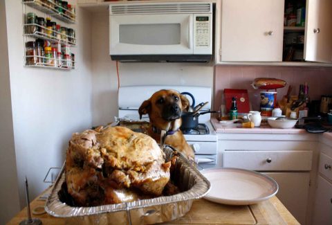 feet-and-paws__berlin-turkey-thanksgiving_MG_6315-02