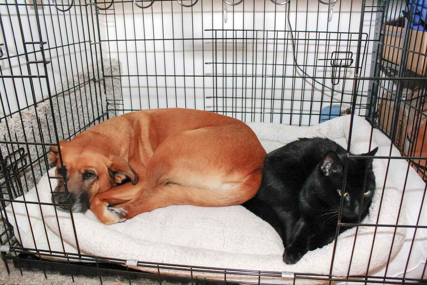 Berlin and Zorro In Kennel