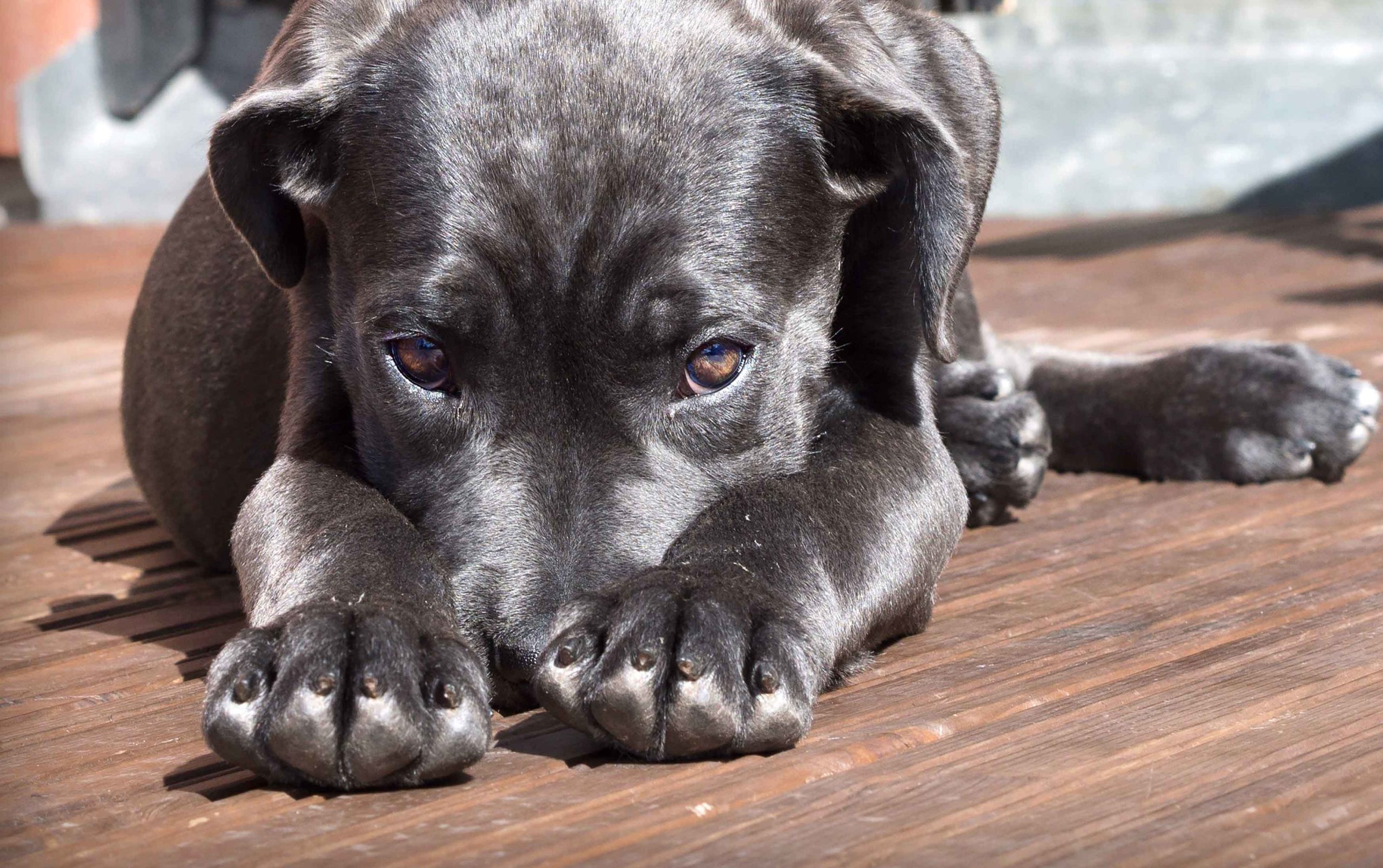 Calming Signals Dog Stress