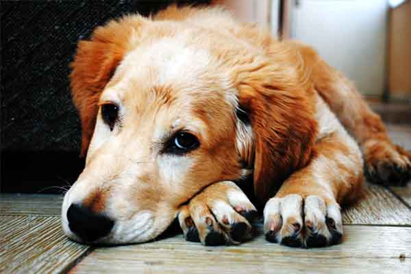 Dog Calming Signals and Signs Your Dog Is Stressed | Feet & Paws