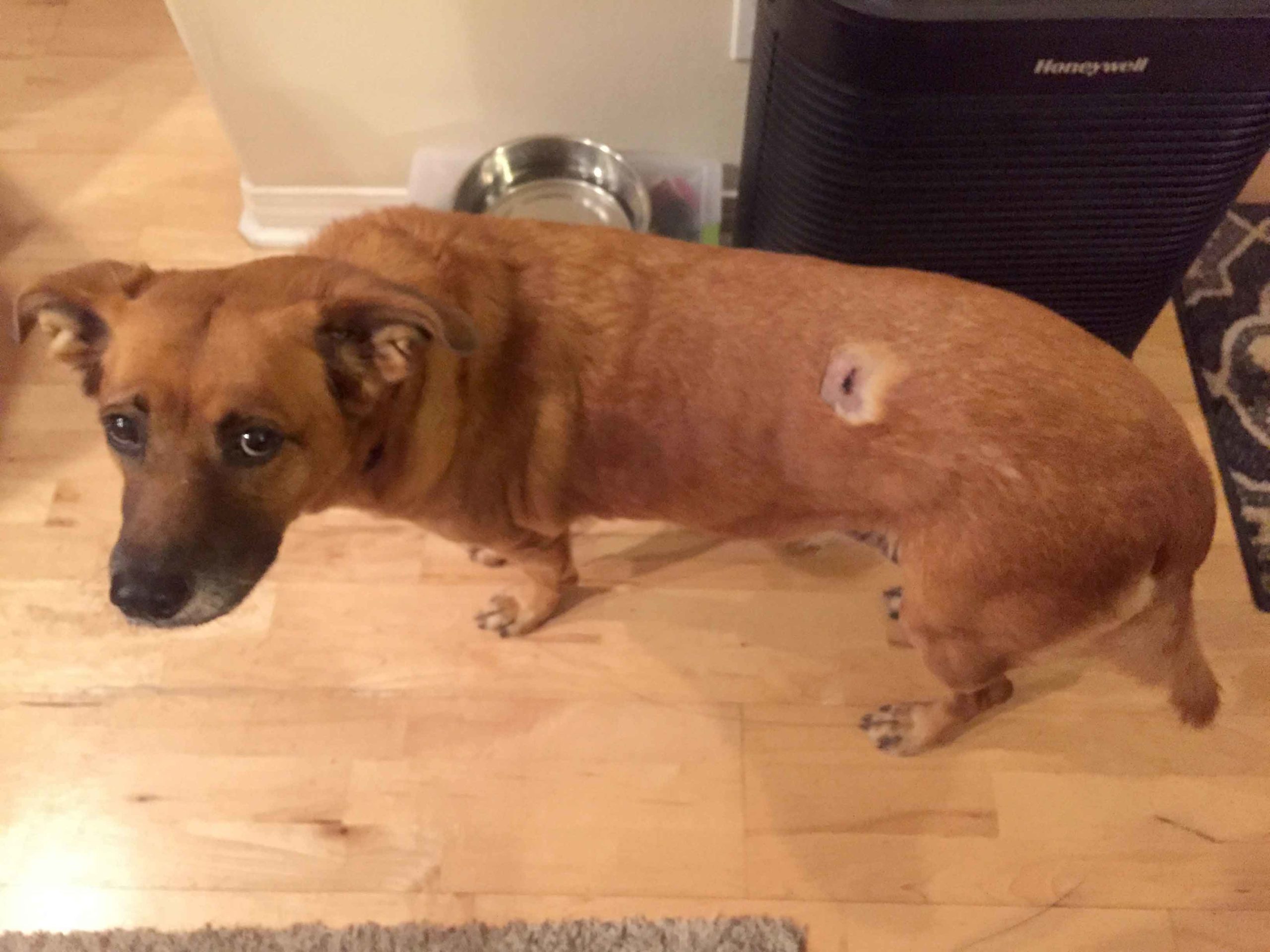 Dog After Cancer Biopsy