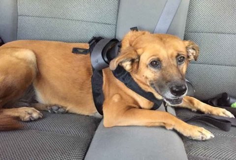 Berlin In Her Car Harness