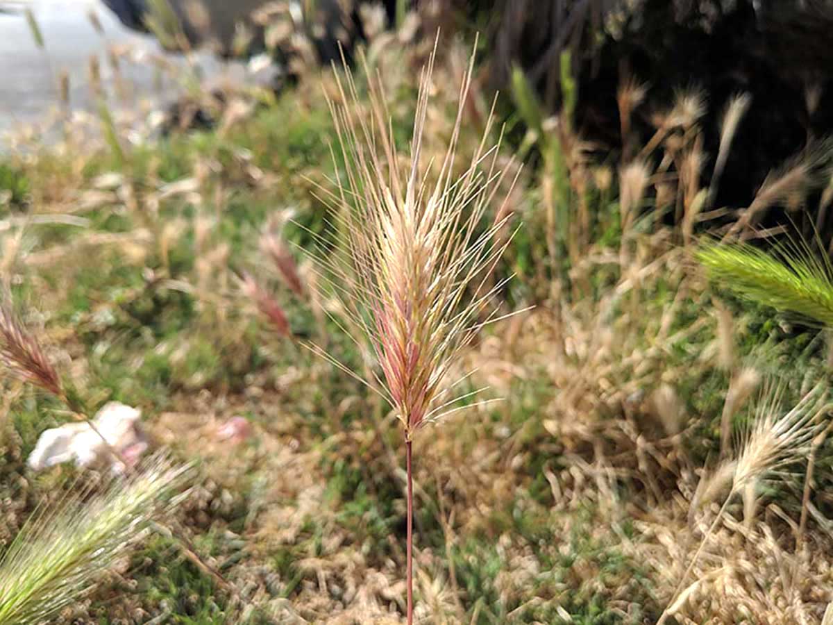 Foxtail dried out