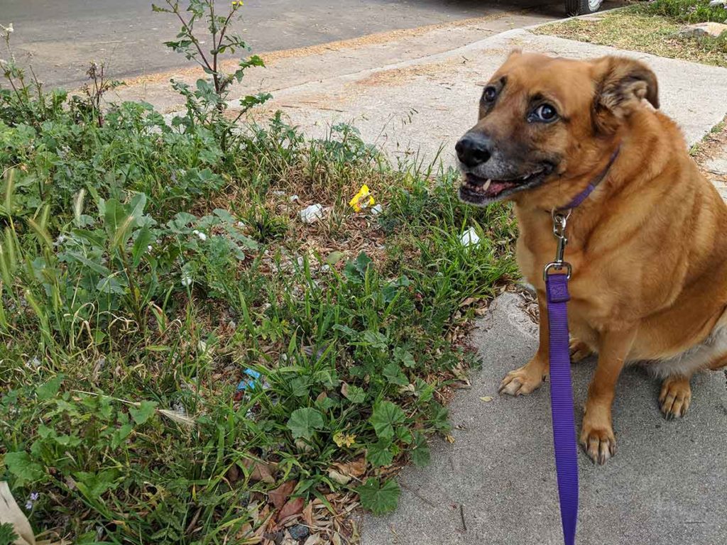 Foxtails are dangerous for your dog