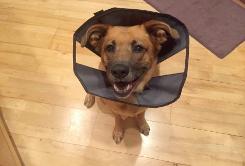 Dog in Cone of Shame After Cancer Diagnosis