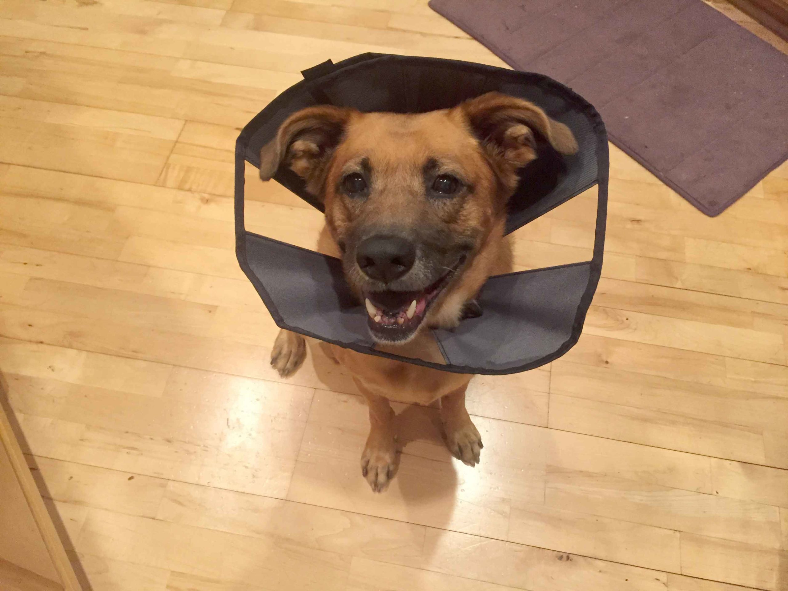 Dog in Cone of Shame After Cancer Diagnosis