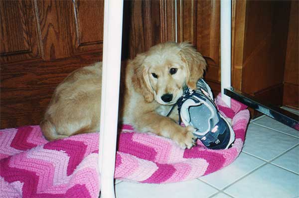 New Puppy Checklist Ginger And Gym Shoe
